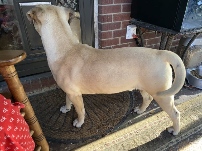 Sarge, a Perro de Presa Canario and American Bully mix tested with EmbarkVet.com