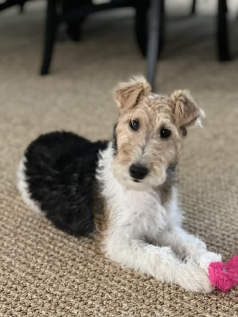 Scarlett, a Wire Fox Terrier tested with EmbarkVet.com
