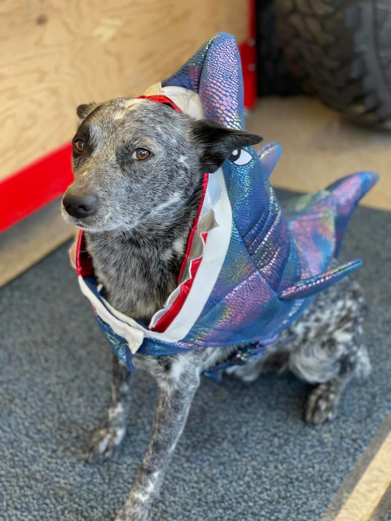 Zip, an Australian Cattle Dog tested with EmbarkVet.com