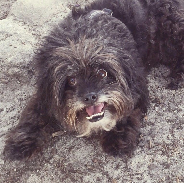 Sprout, a Poodle (Small) and Shih Tzu mix tested with EmbarkVet.com