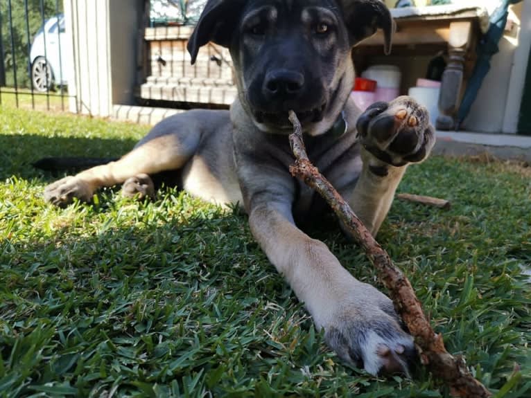 Mud, a Siberian Husky and Neapolitan Mastiff mix tested with EmbarkVet.com