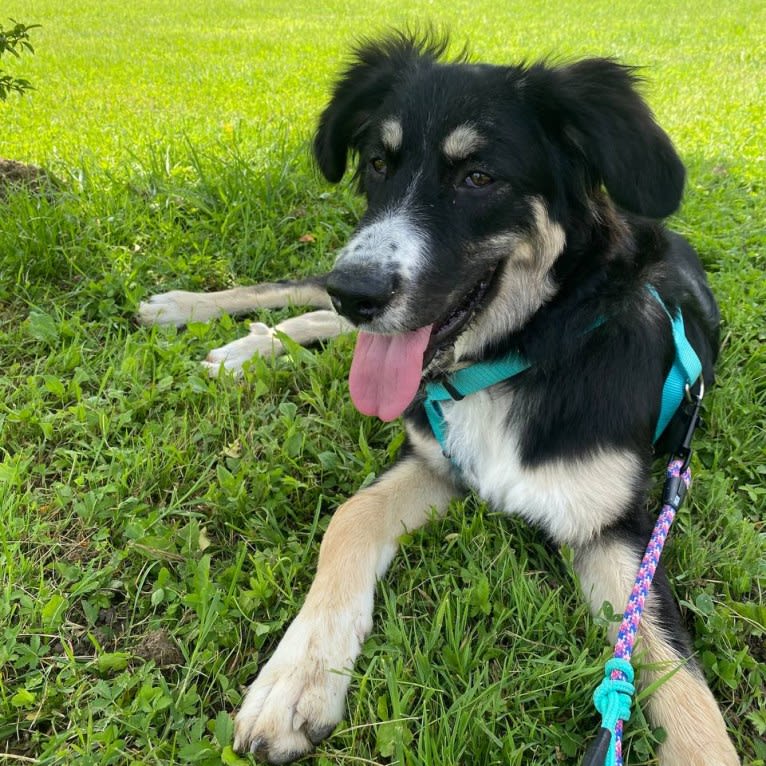 Pooka, an European Village Dog and Caucasian Ovcharka mix tested with EmbarkVet.com