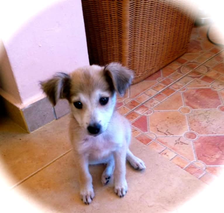 Zuzu Fox, an American Village Dog tested with EmbarkVet.com