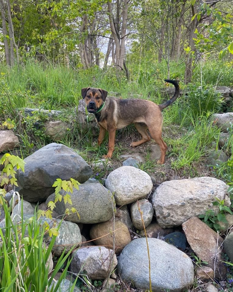 Lenny, a Rottweiler and American Pit Bull Terrier mix tested with EmbarkVet.com