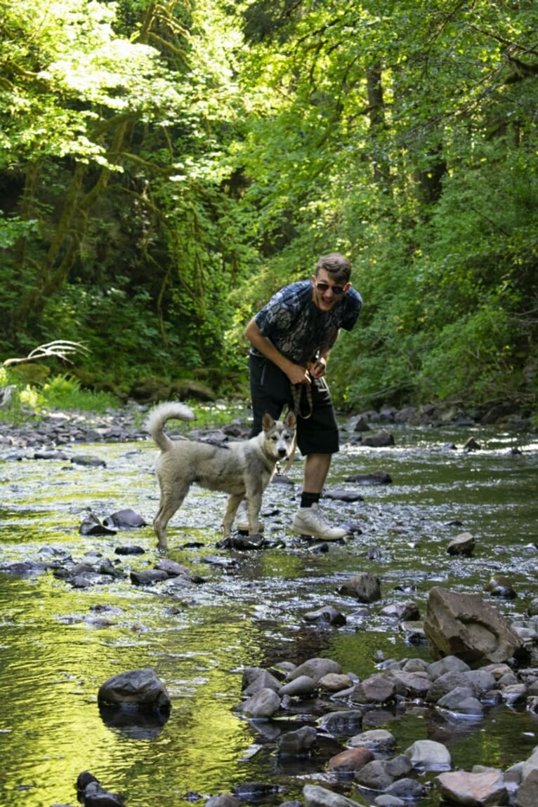 Yomi, an Alaskan Malamute and Siberian Husky mix tested with EmbarkVet.com