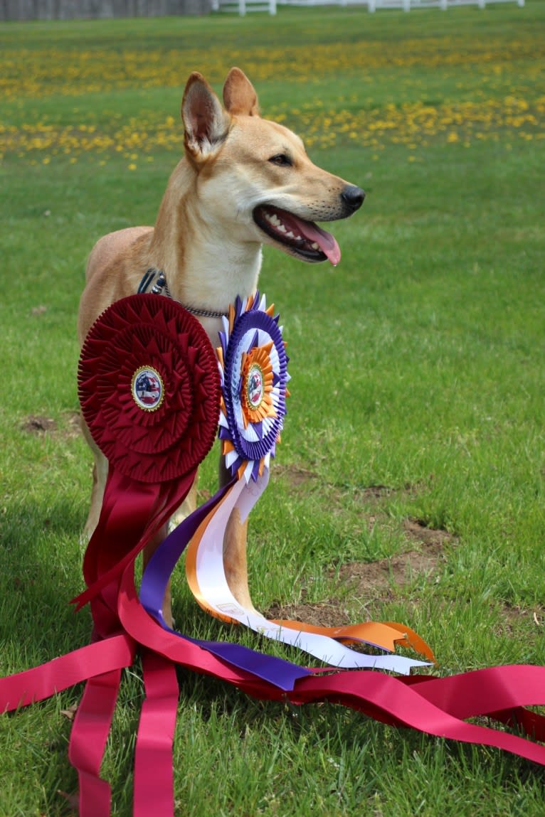 Bones, a Carolina Dog tested with EmbarkVet.com