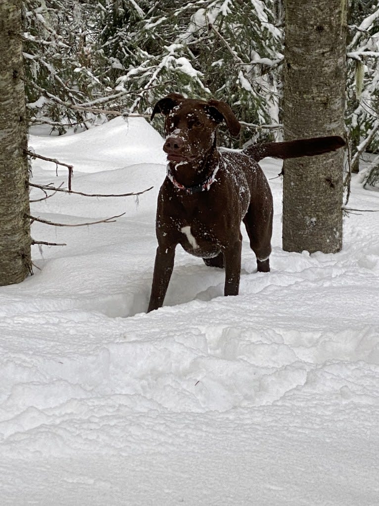 Zydeco, a Catahoula Leopard Dog and Labrador Retriever mix tested with EmbarkVet.com