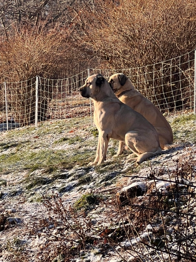 Wolf House Kimba, an Anatolian Shepherd Dog tested with EmbarkVet.com