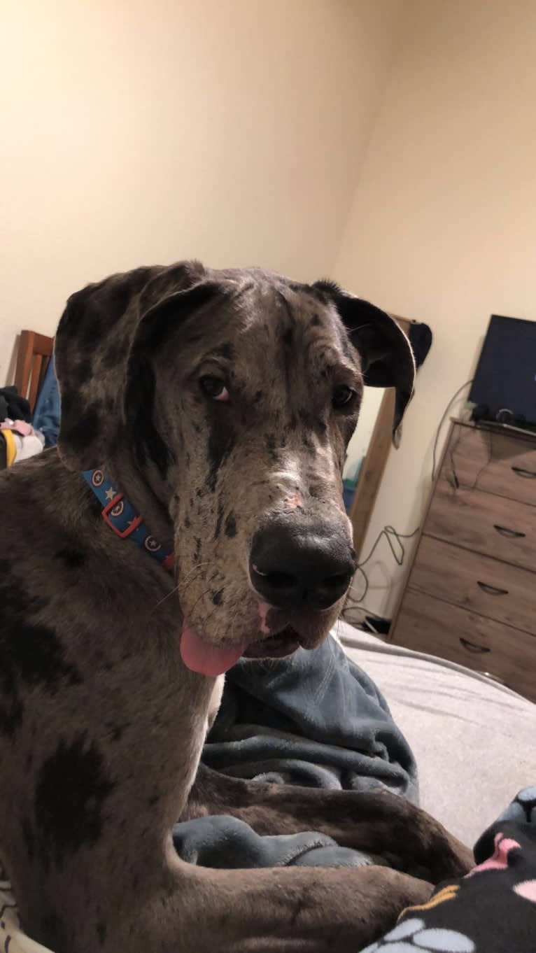 Blue, a Great Dane tested with EmbarkVet.com