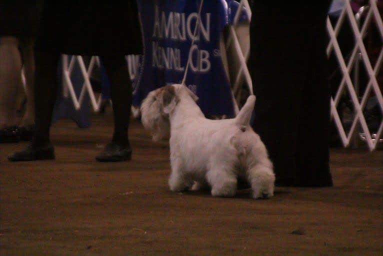 CH Blackmore's Barefoot Contessa, a Sealyham Terrier tested with EmbarkVet.com