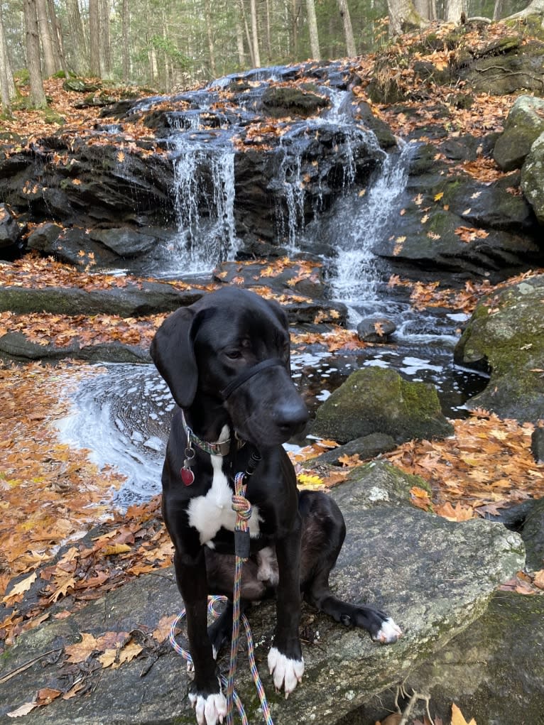 Beau, a Catahoula Leopard Dog and Great Dane mix tested with EmbarkVet.com