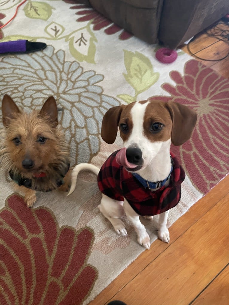 Linus, a Beagle and Chihuahua mix tested with EmbarkVet.com