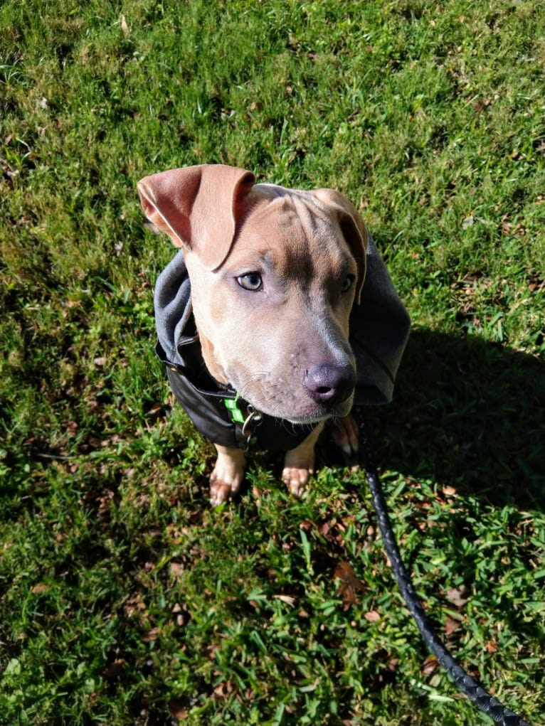 Lucian, an American Pit Bull Terrier and Rat Terrier mix tested with EmbarkVet.com