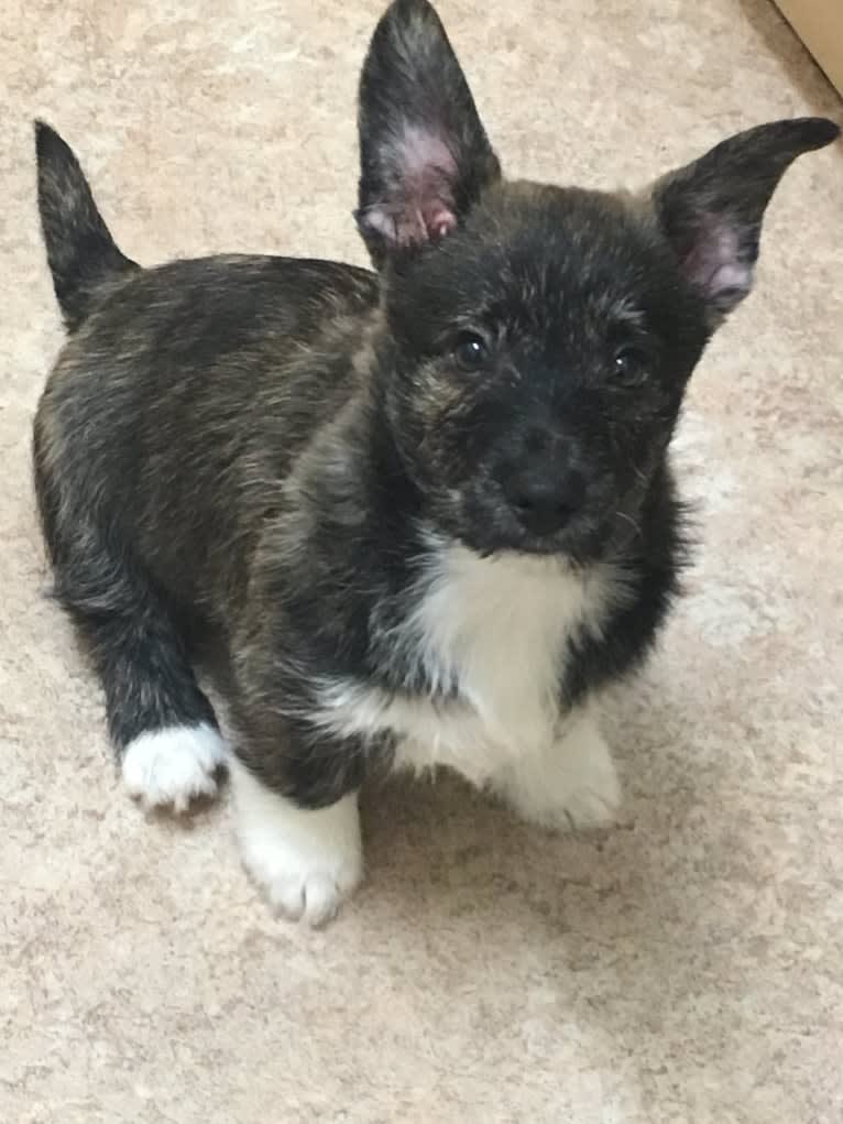 Link, a Pembroke Welsh Corgi and West Highland White Terrier mix tested with EmbarkVet.com