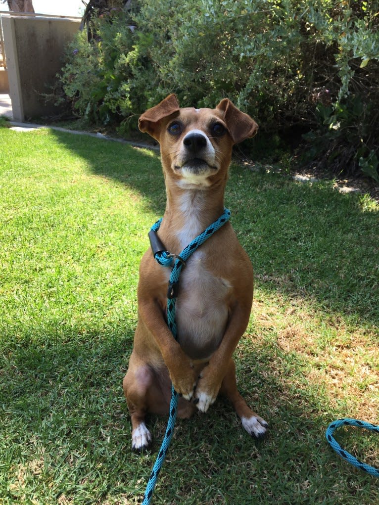 Clyde, a Chihuahua and Miniature Pinscher mix tested with EmbarkVet.com