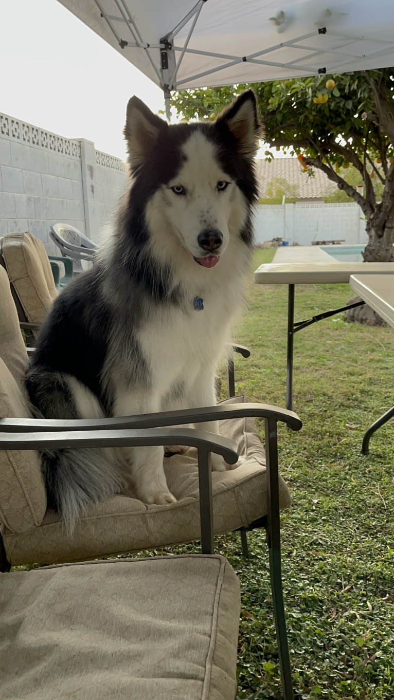 Jack, a Siberian Husky tested with EmbarkVet.com