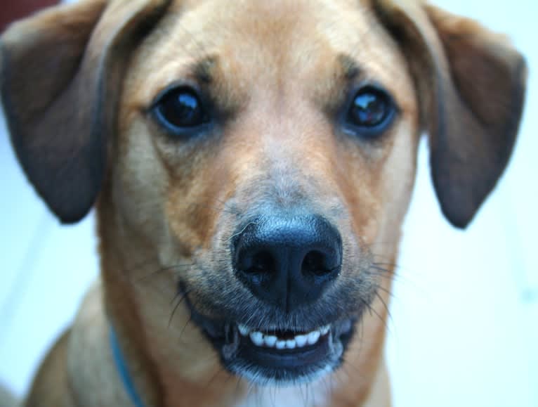 Stella, a Mountain Cur and Labrador Retriever mix tested with EmbarkVet.com