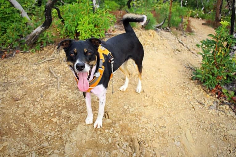 Gypsy, a Siberian Husky and American Pit Bull Terrier mix tested with EmbarkVet.com