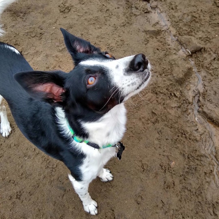 Luca, a Labrador Retriever and Australian Cattle Dog mix tested with EmbarkVet.com