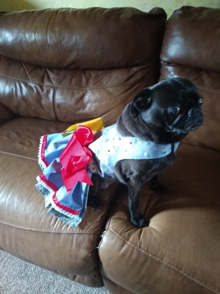 Princess Ebony, a Pug tested with EmbarkVet.com