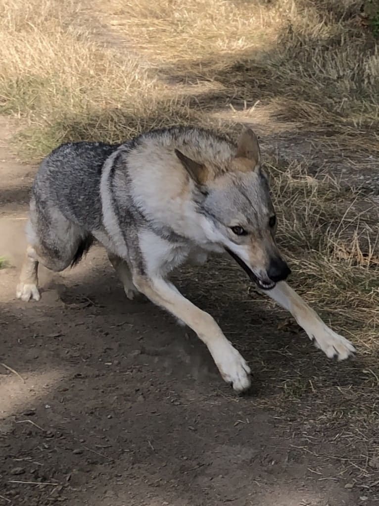 Caya, a Czechoslovakian Vlcak tested with EmbarkVet.com