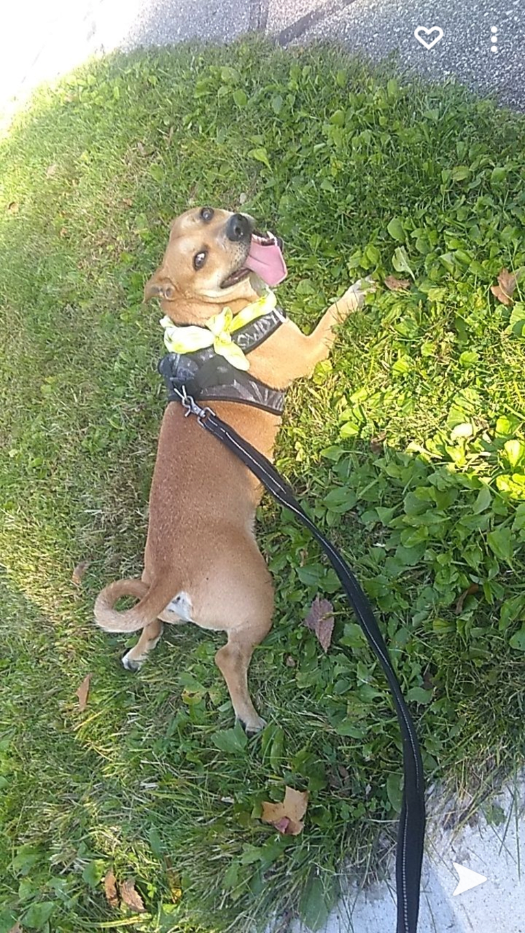 Rowdy, an American Pit Bull Terrier and Miniature Pinscher mix tested with EmbarkVet.com