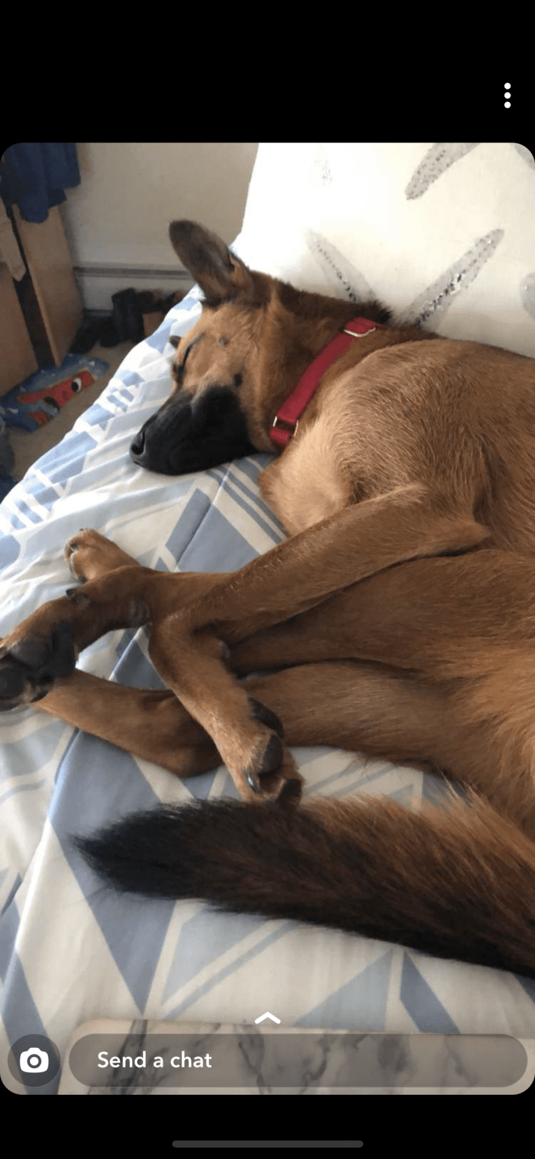 Scout, a Southeast Asian Village Dog and Golden Retriever mix tested with EmbarkVet.com