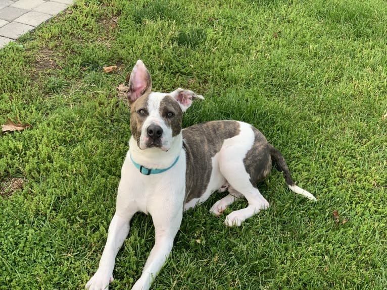 Chief, an American Pit Bull Terrier and American Staffordshire Terrier mix tested with EmbarkVet.com