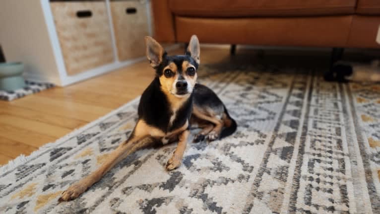 Bowser, a Chihuahua and Pomeranian mix tested with EmbarkVet.com