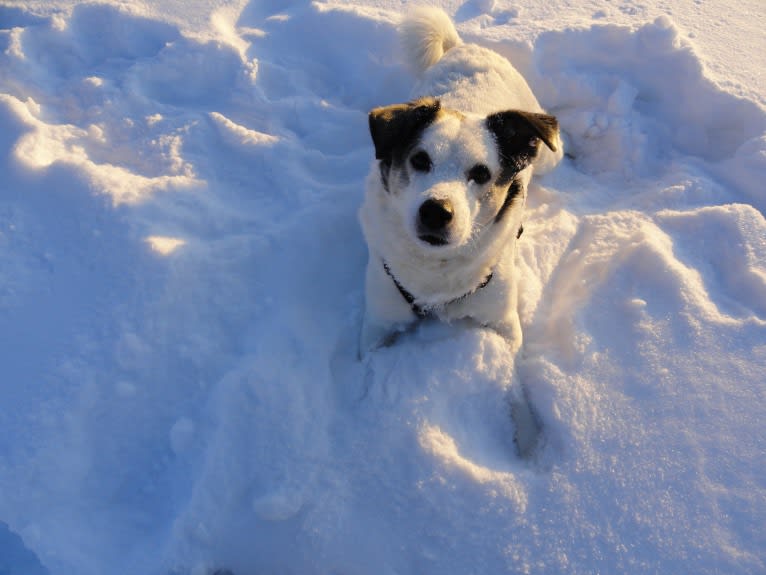 Buddy, an American Eskimo Dog and Norwegian Elkhound mix tested with EmbarkVet.com