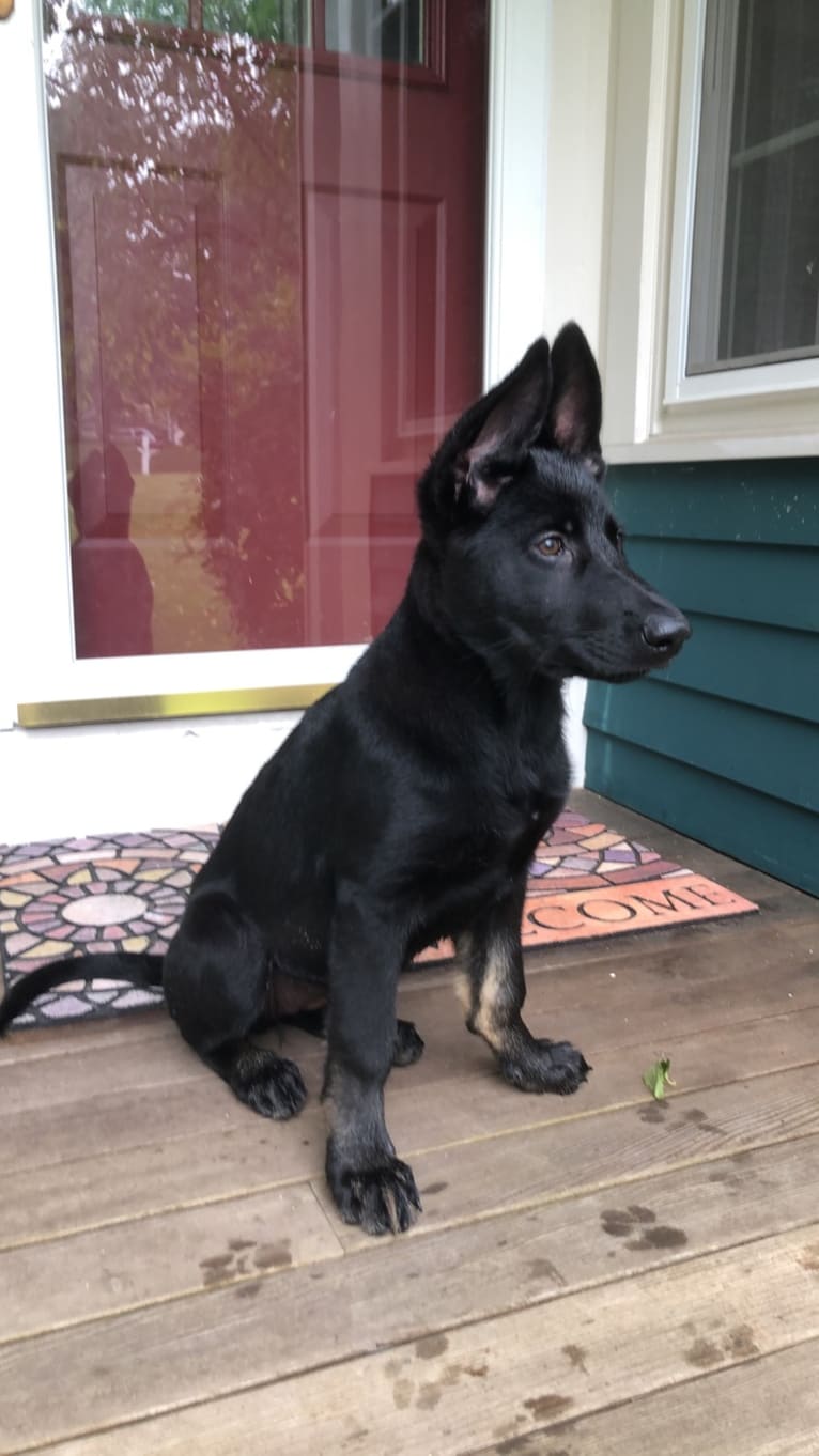 Pashka, a German Shepherd Dog tested with EmbarkVet.com