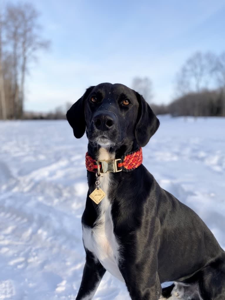 Astro Boots, an Alaskan-type Husky and German Shorthaired Pointer mix tested with EmbarkVet.com