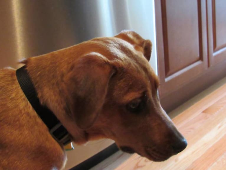 Nova, a Rottweiler and Staffordshire Terrier mix tested with EmbarkVet.com