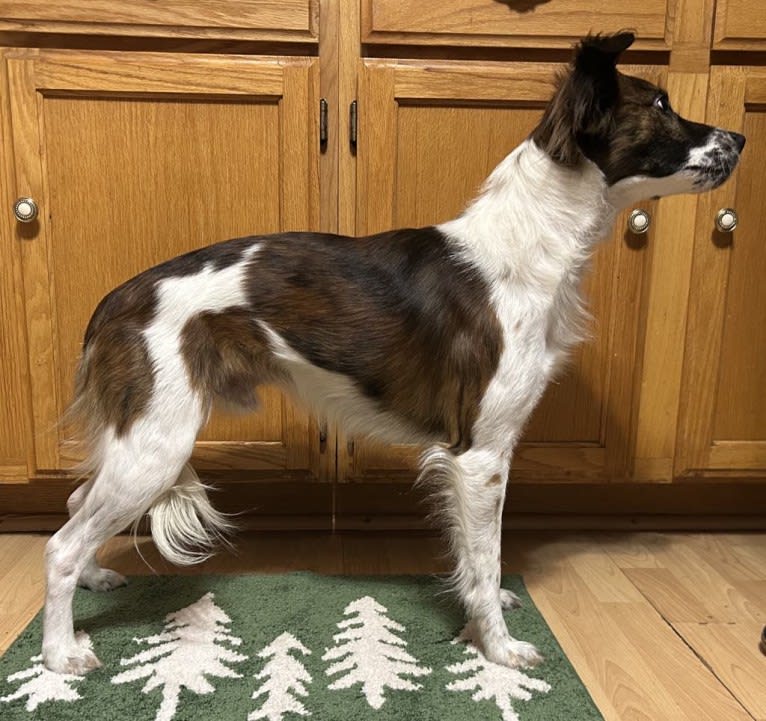 Bender, a Whippet and Border Collie mix tested with EmbarkVet.com