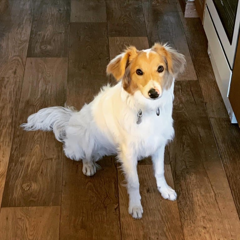 Hjalmar, a Border Collie and Russell-type Terrier mix tested with EmbarkVet.com