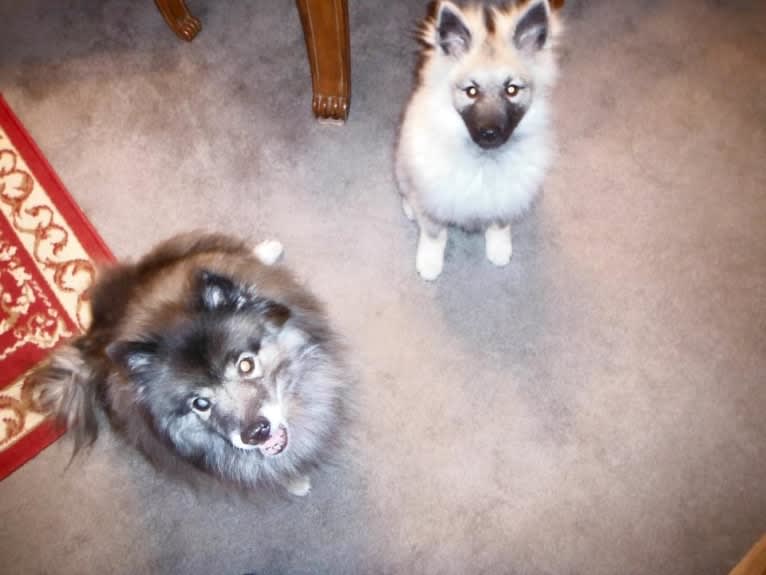 Cubby, a Keeshond tested with EmbarkVet.com