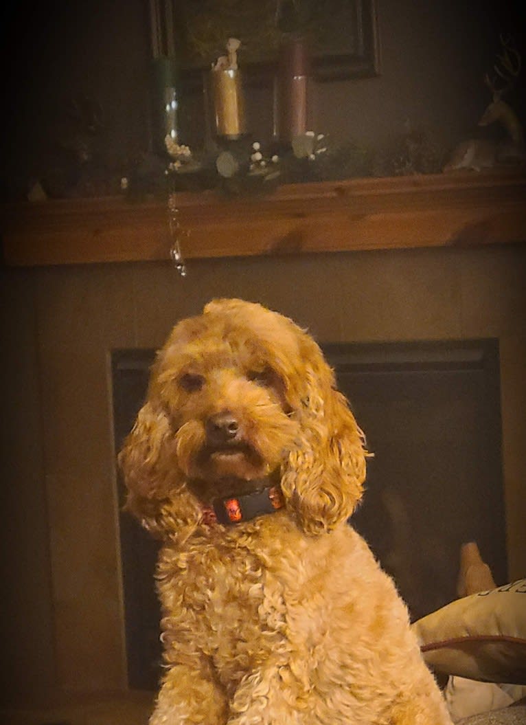 MERRY, a Cockapoo tested with EmbarkVet.com