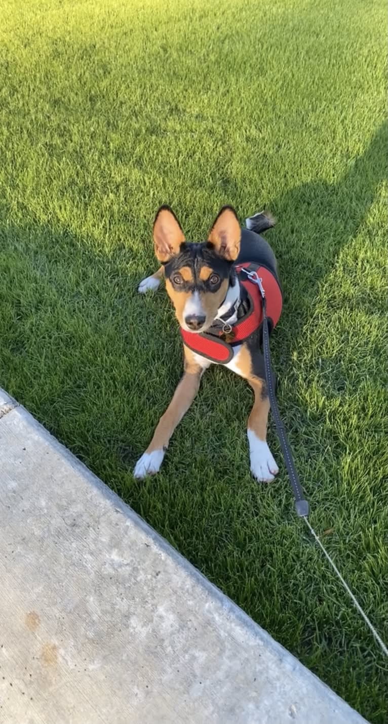 Koda, a Basenji tested with EmbarkVet.com