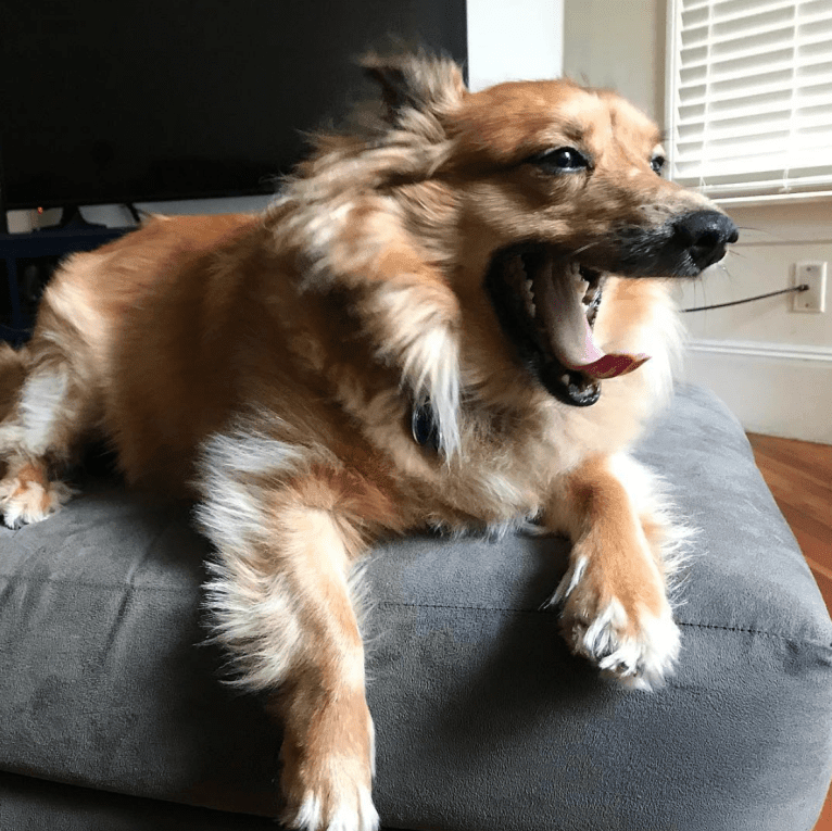 Roscoe, a Shetland Sheepdog and Chihuahua mix tested with EmbarkVet.com