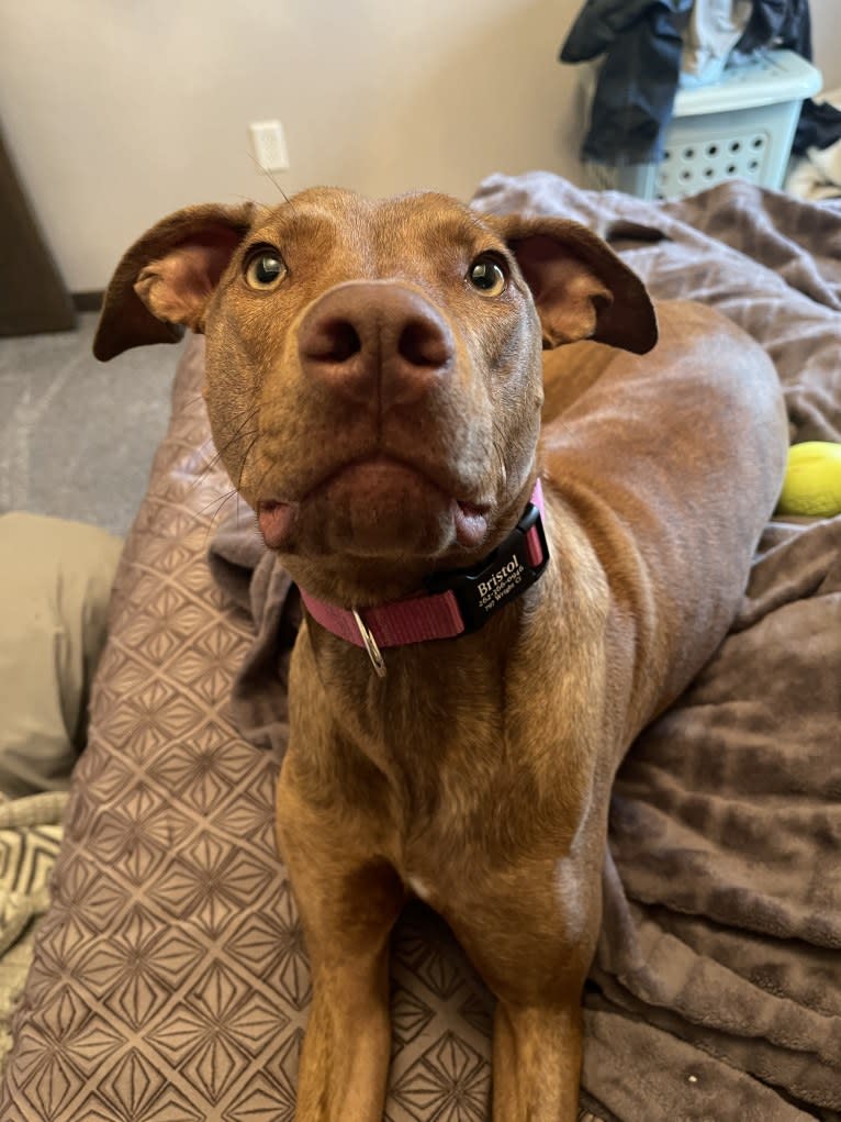 Bristol, an American Pit Bull Terrier and Doberman Pinscher mix tested with EmbarkVet.com