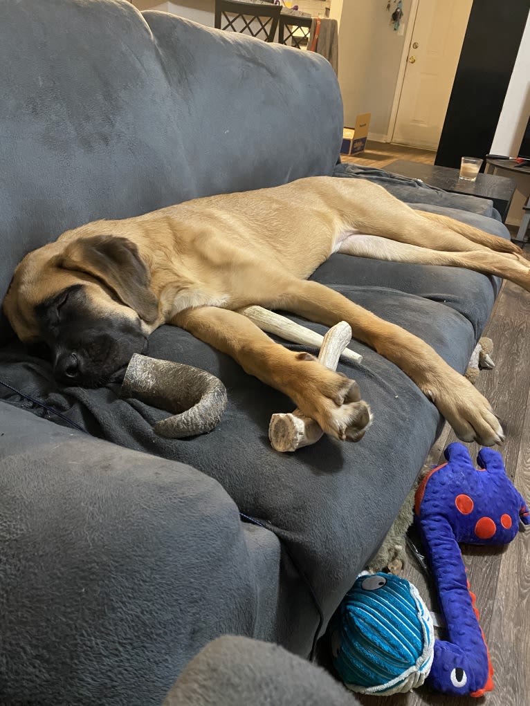 Zoey, a Saint Bernard and Mastiff mix tested with EmbarkVet.com