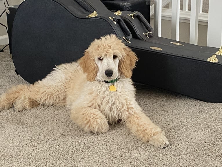 Rocket, a Poodle (Standard) tested with EmbarkVet.com