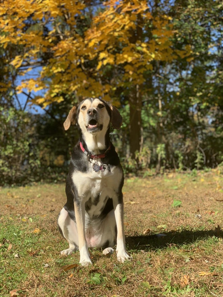 Leia, a Coonhound and Labrador Retriever mix tested with EmbarkVet.com