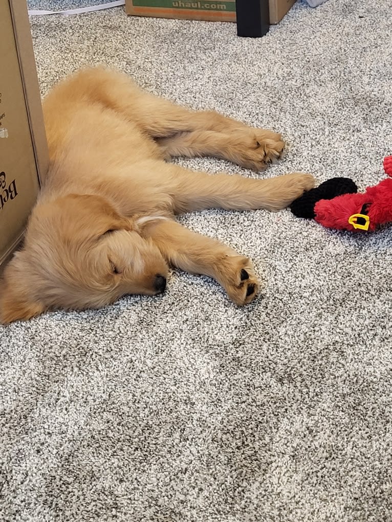 Tobias Lincoln, a Goldendoodle tested with EmbarkVet.com