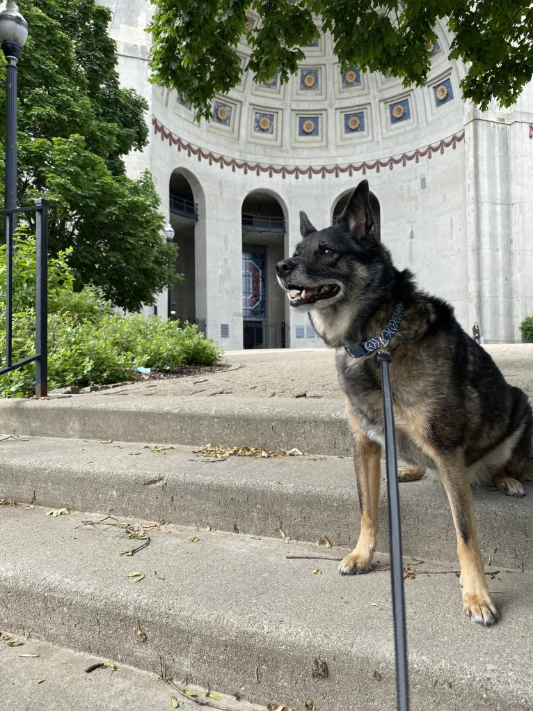 Brutus, a Norwegian Elkhound and Australian Cattle Dog mix tested with EmbarkVet.com