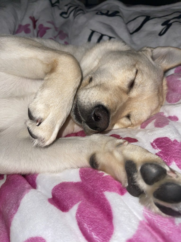 Nala, a Labrador Retriever and Chow Chow mix tested with EmbarkVet.com