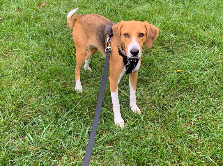 Willow, an American Foxhound tested with EmbarkVet.com