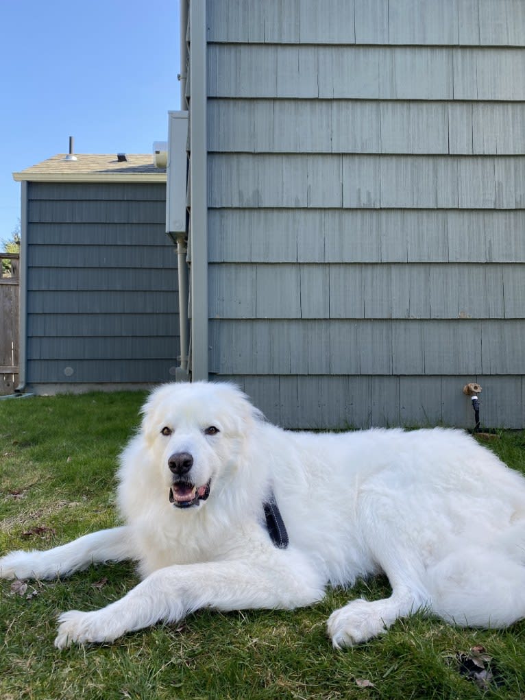 Haku, a Great Pyrenees tested with EmbarkVet.com