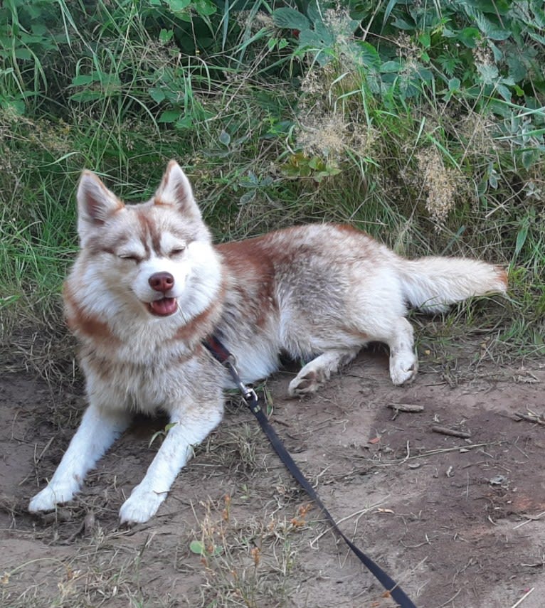 Simba, a Siberian Husky and Pomeranian mix tested with EmbarkVet.com