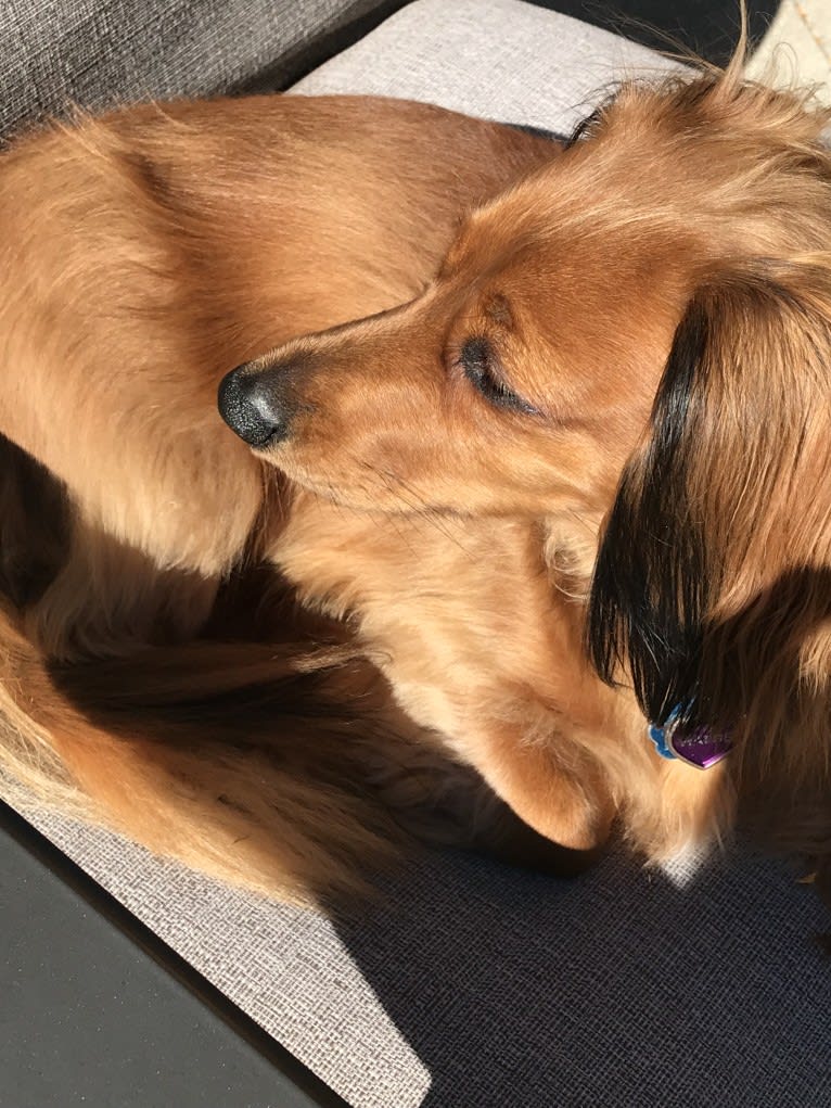 Hattie, a Dachshund (4.3% unresolved) tested with EmbarkVet.com